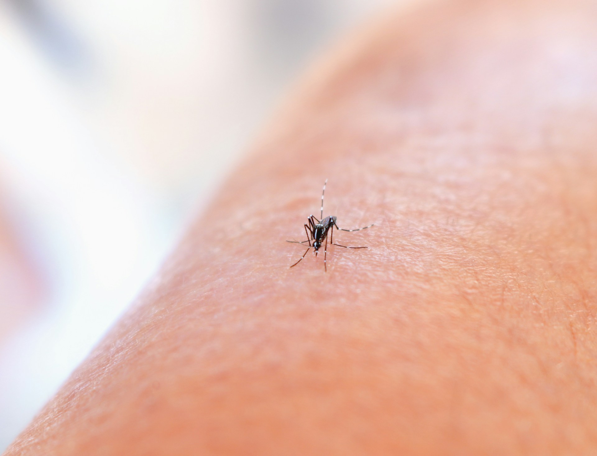 Gros plan d'un moustique sur la peau humaine – représentation symbolique du problème des moustiques dans la chambre