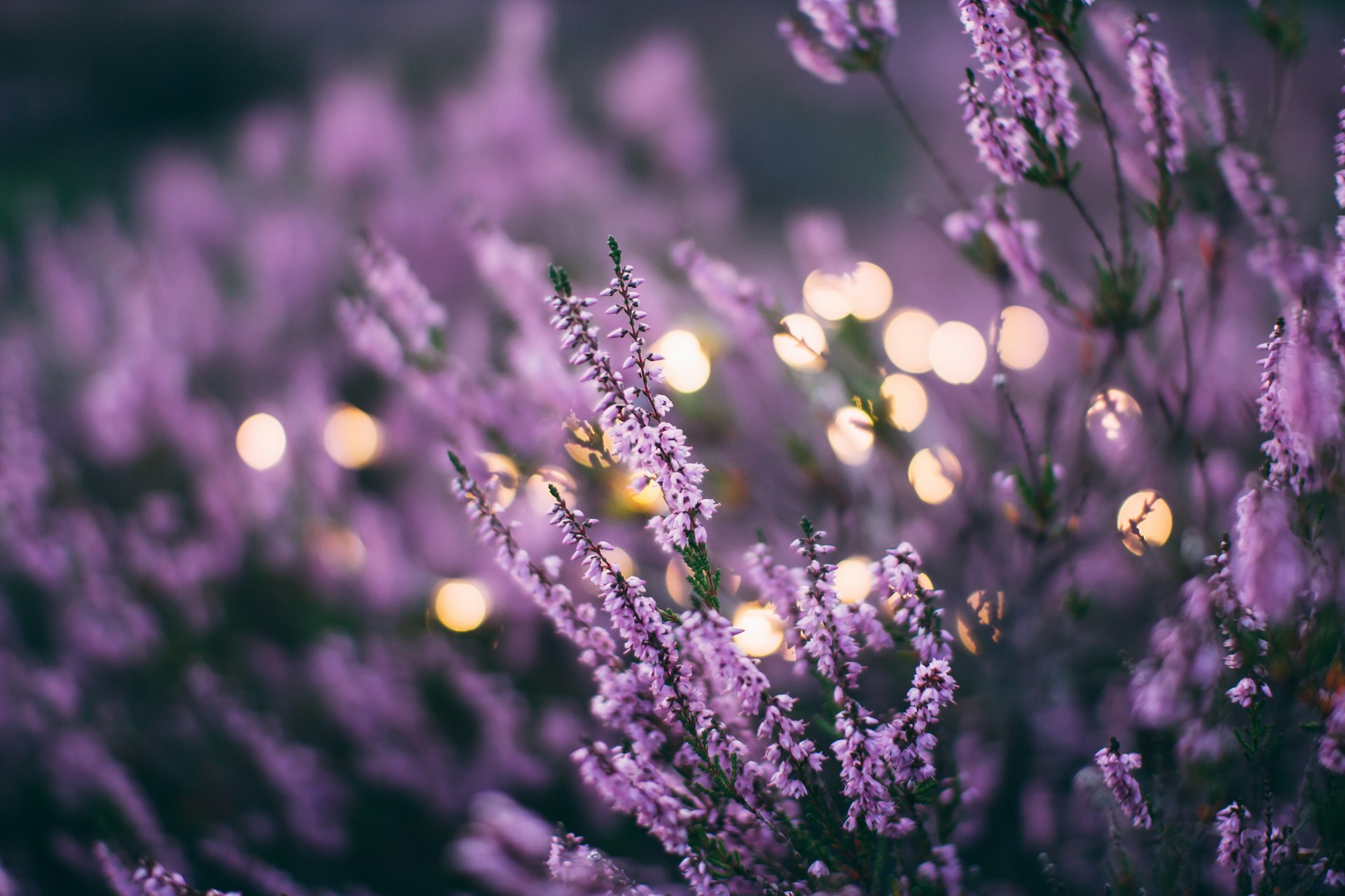 Nahaufnahme violetter Blüten an schlanken Stielen vor weichem, warmem Bokeh-Hintergrund