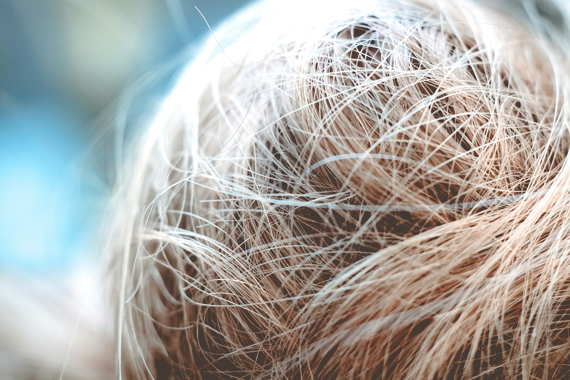 Détail de cheveux fins et mouillés répartis de manière désordonnée sur la tête.