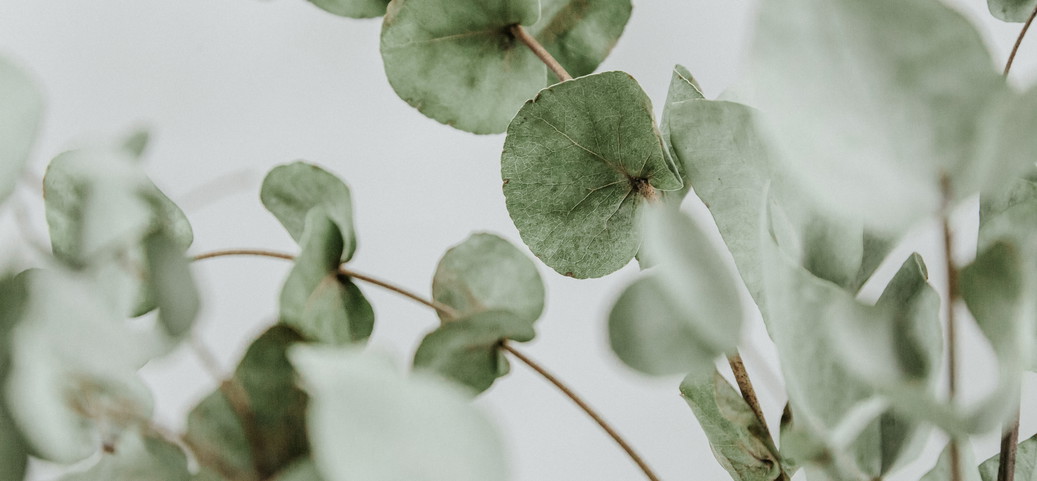 Eucalyptus