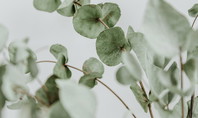Eucalyptus
