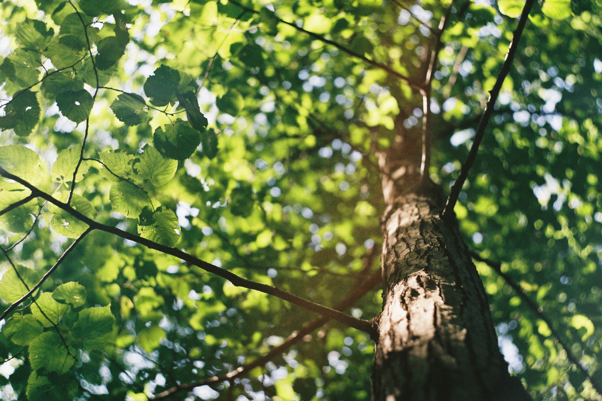 Baum mit Ästen in einer Detailansicht