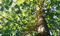 Arbre avec branches en vue détaillée