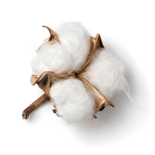 Cotton Icon